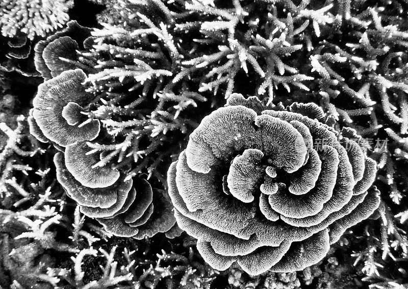 珊瑚(Montipora aequituberculata)黑白相间